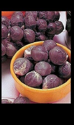 Falstaf Red Brussels Sprouts 50 - 400 Seeds Rare Bulk Heirloom Ornamental Garden