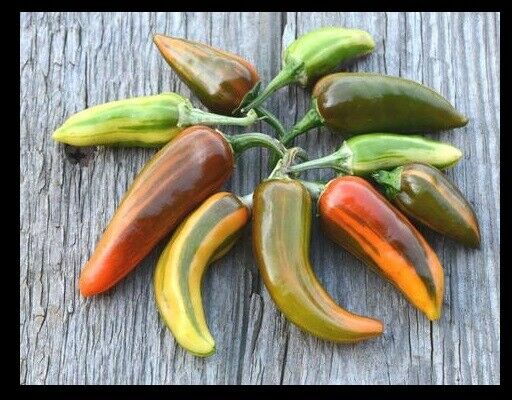 Fish Pepper 15 - 200 Seeds Hot Caribbean flavor Rare Variegated Seafood Bulk