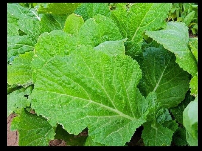 Florida Broadleaf Mustard 450 - 50,000 Seeds Heirloom Southern India Huge Leaves