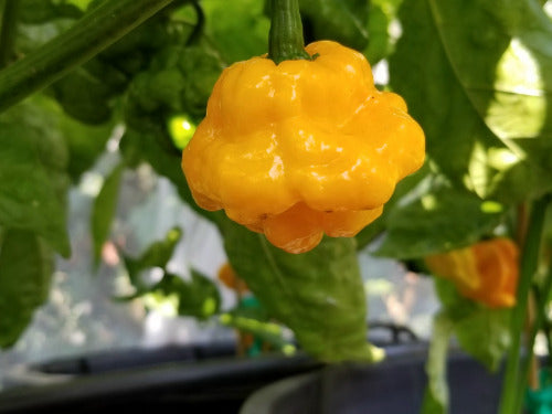 3 Live 3 - 6" inch Seedlings Jamaican Yellow Scotch Bonnet Hot Chili Pepper Rare Heirloom