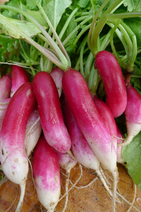 French Breakfast Radish Heirloom Seeds long delicious garden 30 days easy 2 gro!