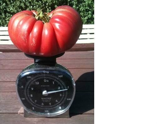 GIANT Delicious Tomato 10 Seeds World Record 7 lbs 12 oz! BIG HEIRLOOM Non-GMO
