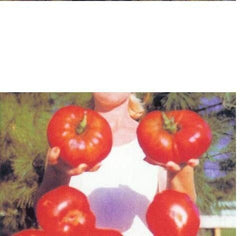 GIANT Delicious Tomato 10 Seeds World Record 7 lbs 12 oz! BIG HEIRLOOM Non-GMO