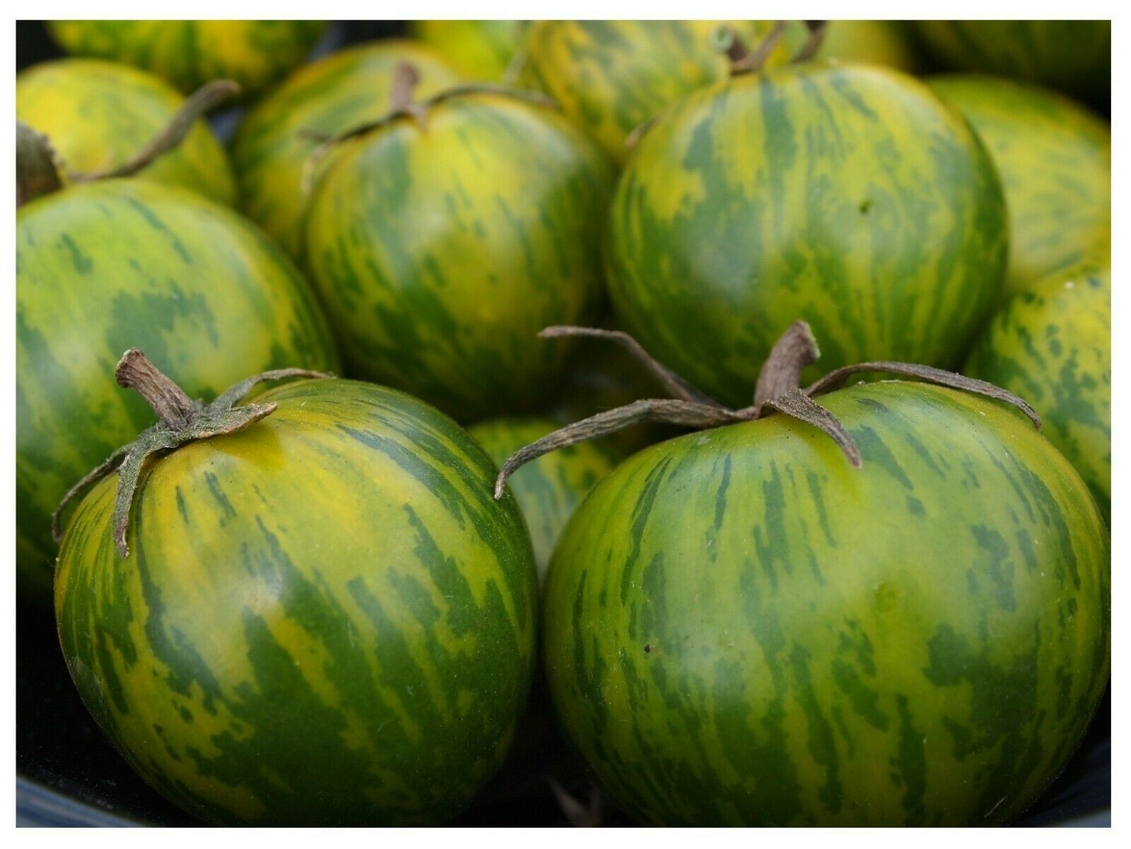 GREEN ZEBRA Tomato 25 - 1000 Seeds Heirloom Unique Beautiful Color Salad Bulk
