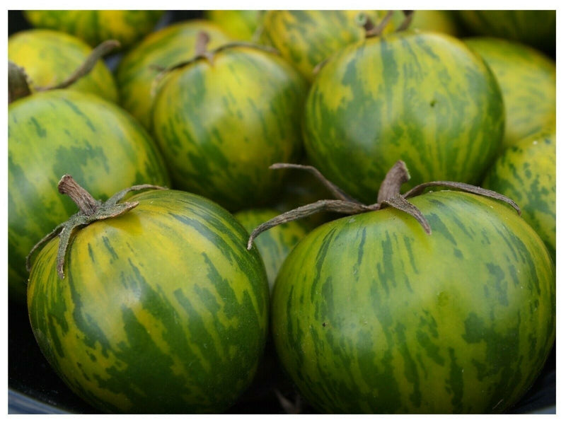 GREEN ZEBRA Tomato 25 - 1000 Seeds Heirloom Unique Beautiful Color Salad Bulk