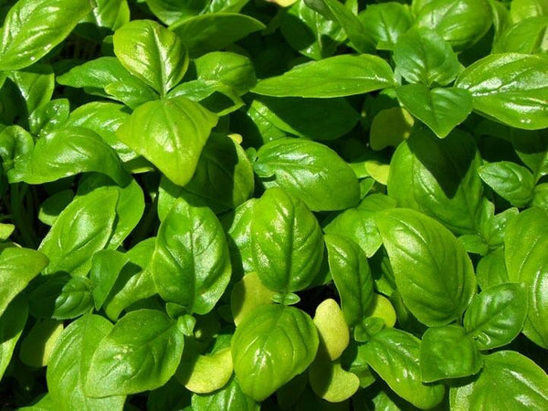 Genovese Basil Fresh 150 Seeds Heirloom culinary Herb plant garden great 4 Pesto