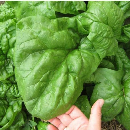 Giant Noble Spinach Seeds 100 - 1 LB Bulk Huge Leaves! Heirloom NON-GMO Big