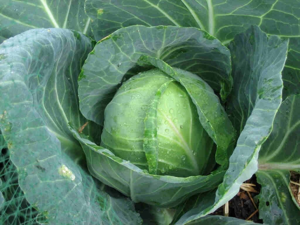 Golden Acre Cabbage 200 - 16,000 seeds Heirloom Healthy Green tender Leaves Bulk