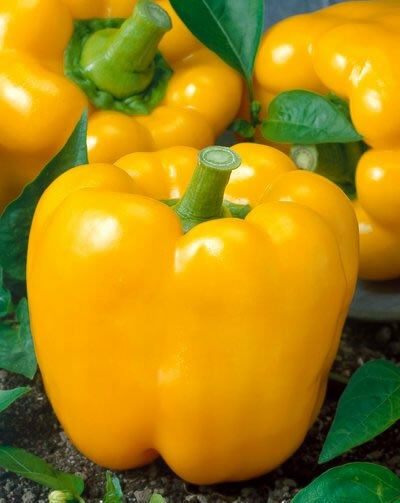 Golden California Wonder Bell Pepper 20 - 4,000 Seeds Sweet Bulk Yellow Rare