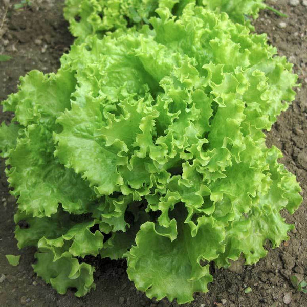 Green Salad Bowl Loose Leaf Lettuce 600 - 16,000 Seeds AAS Heirloom Improved