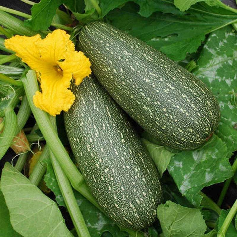 Grey Zucchini Summer Squash Seeds Heirloom delicious Gray 10 - 100 seeds