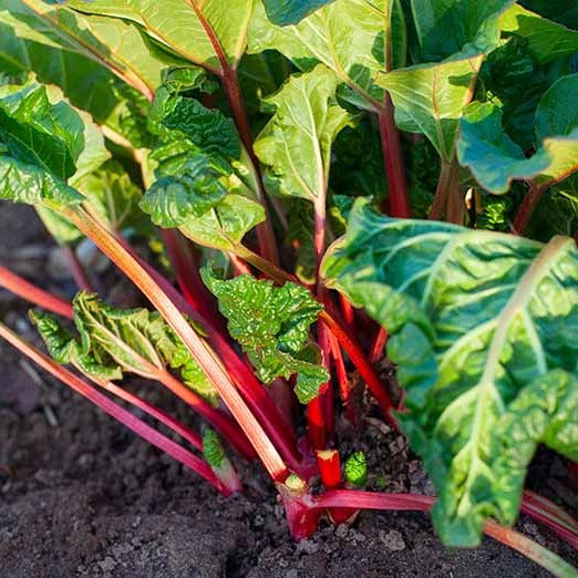 3 Live 4 - 7" inch Seedlings Rhubarb Victoria Great Fresh or Jam Pie Sauce!