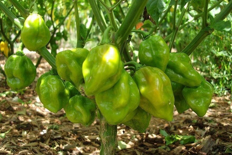 Habanero Big Sun Yellow 15 Seeds Heirloom Hot African chili pepper extreme Rare