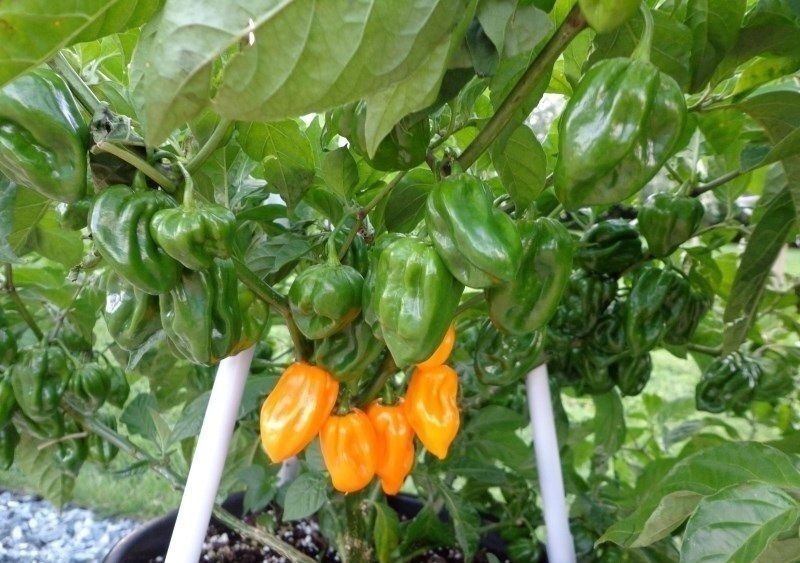 Habanero Big Sun Yellow 15 Seeds Heirloom Hot African chili pepper extreme Rare