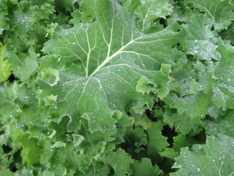 IMPROVED SIBERIAN KALE SEEDS HEIRLOOM Garden Vegetable Greens Non-GMO Healthy