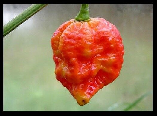 INFINITY super Hottest pepper 15 seeds Rare World Record Red 1,067,286 Scoville!