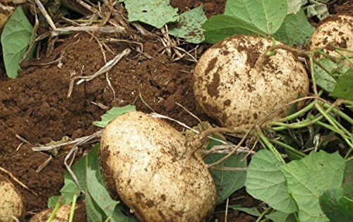 Jicama Mexican Yam Bean 5 - 1000 Seeds Pachyrhizus Erosus Sweet & Crunchy Bulk