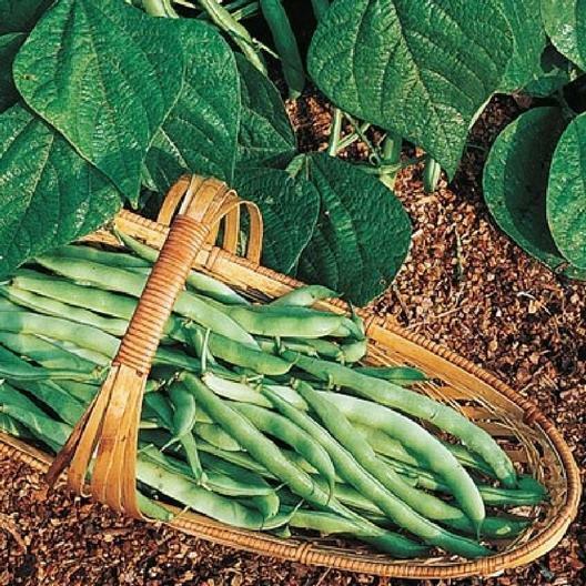 Kentucky Wonder Bush Green Beans 12 Seeds Heirloom Fun to grow!