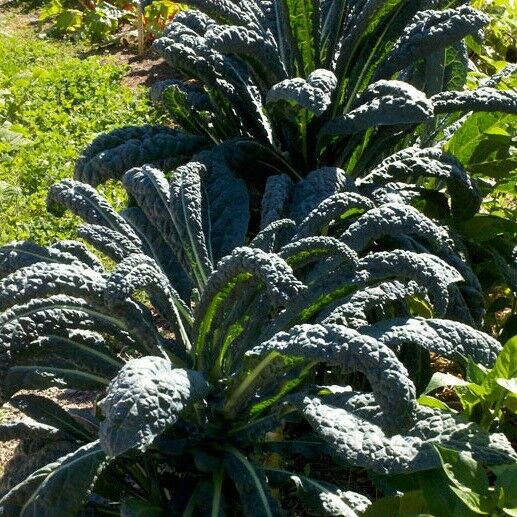 LACINATO (200 - 30K) Seeds Dinosaur KALE Black Tuscany Nero di Toscana forage