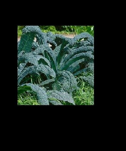 LACINATO (200 - 30K) Seeds Dinosaur KALE Black Tuscany Nero di Toscana forage