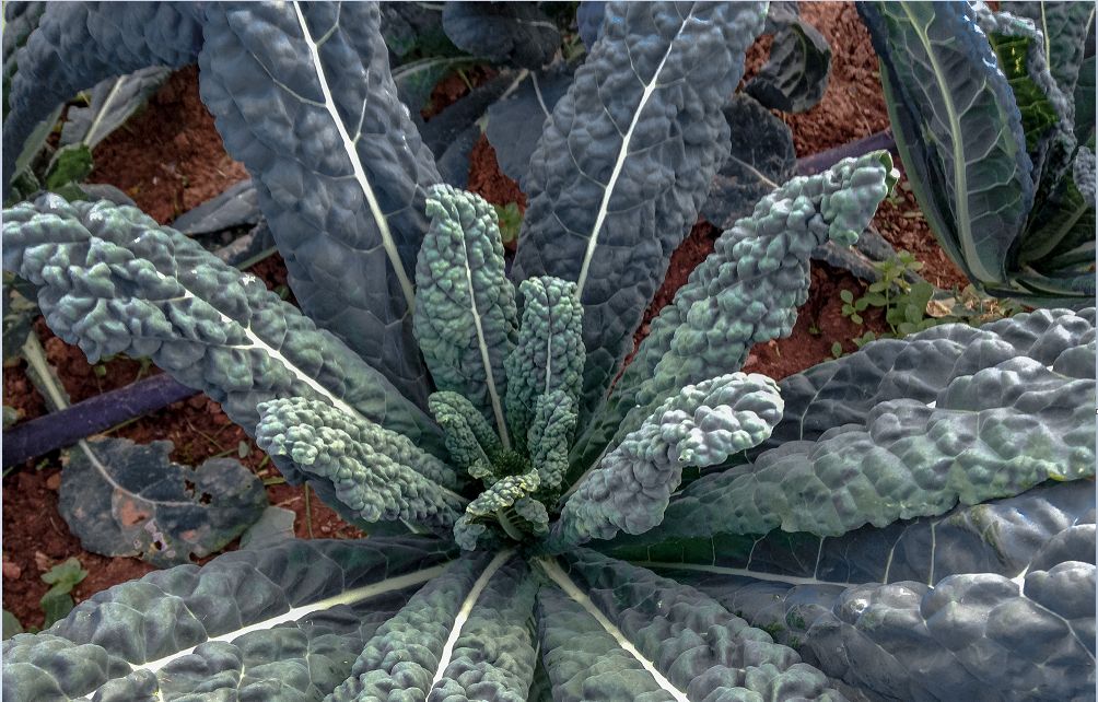 LACINATO (200 - 30K) Seeds Dinosaur KALE Black Tuscany Nero di Toscana forage