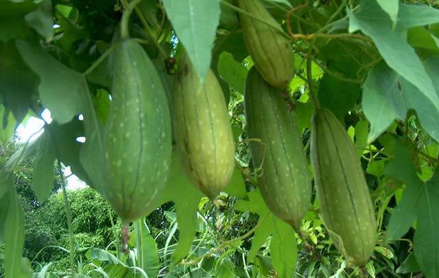 LUFFA SPONGE 10-100 SEEDS Gourd Loofah Dishcloth Very Productive Mướp Heirloom