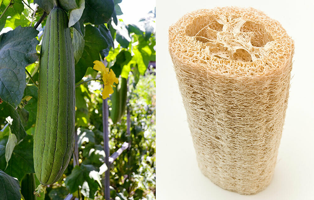 LUFFA SPONGE 10-100 SEEDS Gourd Loofah Dishcloth Very Productive Mướp Heirloom