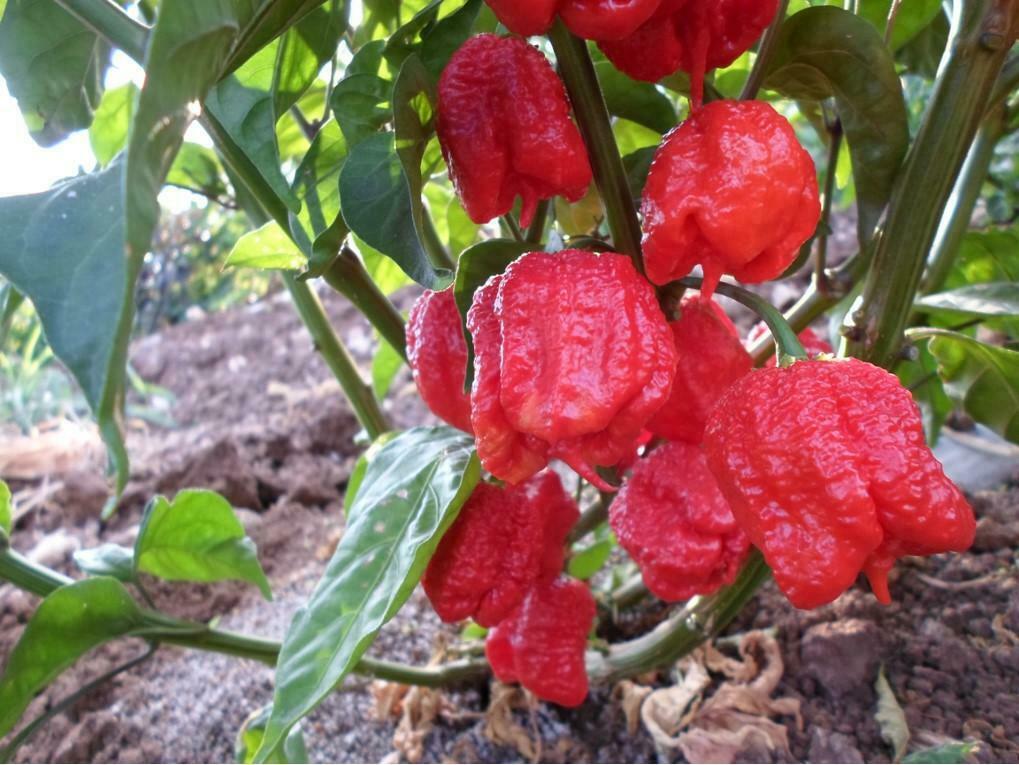 Large Carolina Reaper 10 seeds Super Hot Gigantic Pods! Guinness World Record!
