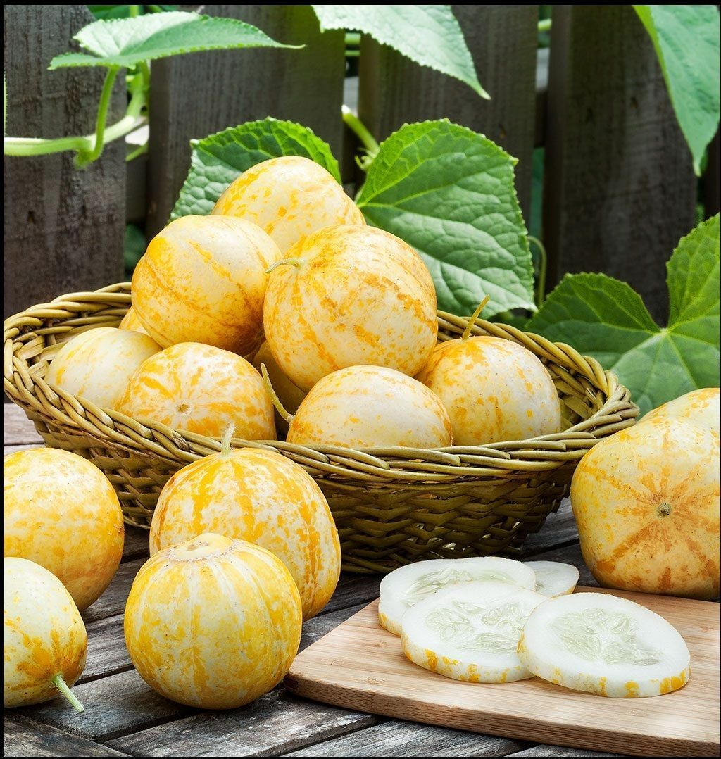 Lemon Cucumber Seeds (50 - 4000 1/4lb) Heirloom unique canning rare pickling OP
