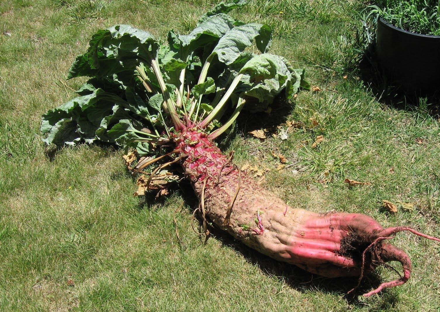 Mammoth Red Mangle beet 25-3200 Seeds Giant up to 25 POUNDS! Heirloom non-GMO