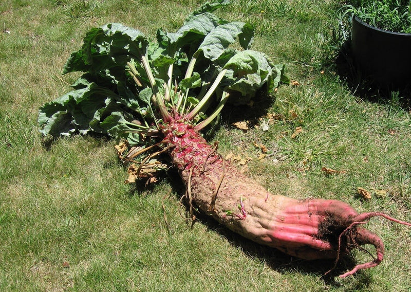 Mammoth Red Mangle beet 25-3200 Seeds Giant up to 25 POUNDS! Heirloom non-GMO