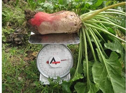 Mammoth Red Mangle beet 25-3200 Seeds Giant up to 25 POUNDS! Heirloom non-GMO