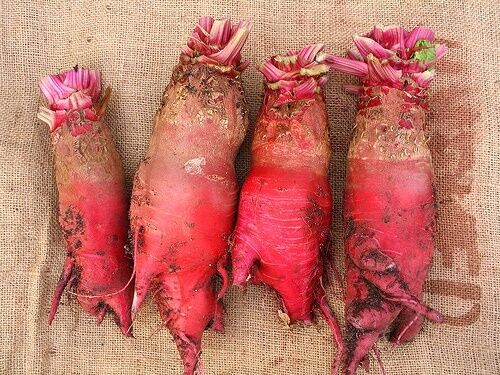 Mammoth Red Mangle beet 25 Seeds Giant up to 25 POUNDS! Heirloom non-GMO Huge