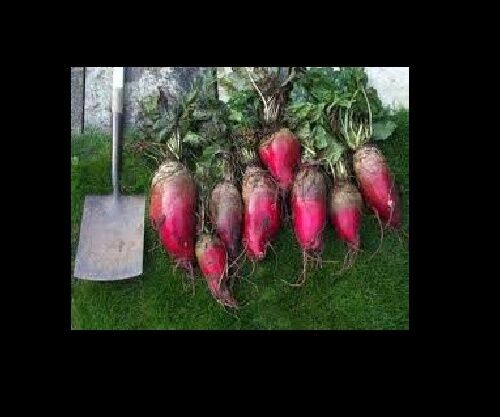 Mammoth Red Mangle beet 25 Seeds Giant up to 25 POUNDS! Heirloom non-GMO Huge
