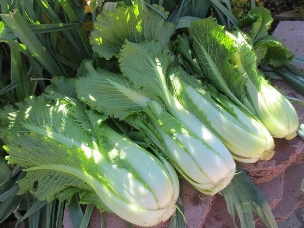 Michihili Chinese Cabbage Pak Choi 200 -16,000 Seeds Bok Heirloom Greens Healthy