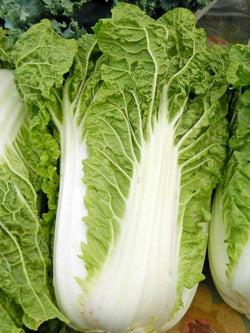 Michihili Chinese Cabbage Pak Choi 200 -16,000 Seeds Bok Heirloom Greens Healthy