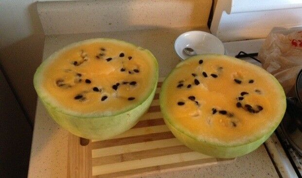 Missouri Heirloom Yellow Flesh 7 Seeds Extremely Rare Watermelon Limited Amount