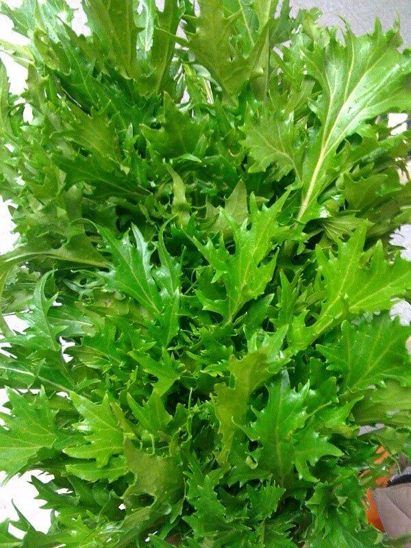 Mizuna Mustard 100 - 30,000 Seeds Heirloom Bulk Wholesale Asian Vigorous grower