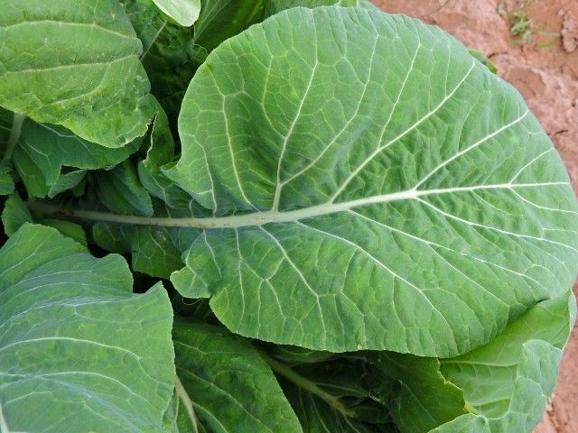 Mustard TENDERGREEN 100 - 300 - 1000 SEEDS Komatsuna Fresh Heirloom Green Bulk