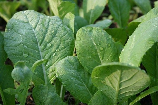 Mustard TENDERGREEN 100 - 300 - 1000 SEEDS Komatsuna Fresh Heirloom Green Bulk