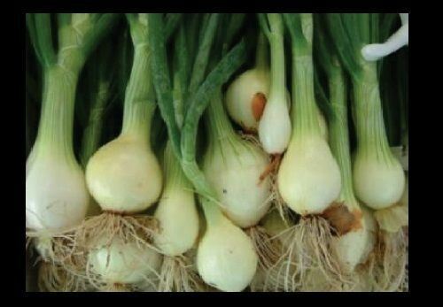 Nebuka Evergreen Bunching Onion select 50 - 1000 Seeds rare Japanese White Bulk