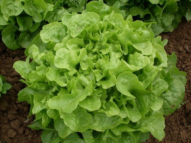 Oak Leaf Lettuce (Oakleaf) GREEN 500,1000, 5000 seeds Loose leaf Heirloom No GMO