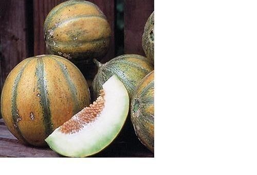 Ogen Melon 20 Seeds (Israel) Ha'Ogen Garden Heirloom Rare Non GMO Delicious