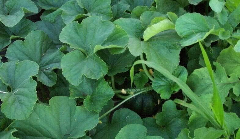 Ogen Melon 20 Seeds (Israel) Ha'Ogen Garden Heirloom Rare Non GMO Delicious
