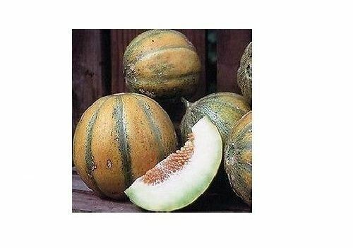 Ogen Melon select Seeds 20 - 1000 BULK (Israel) Ha'Ogen Garden Heirloom Rare