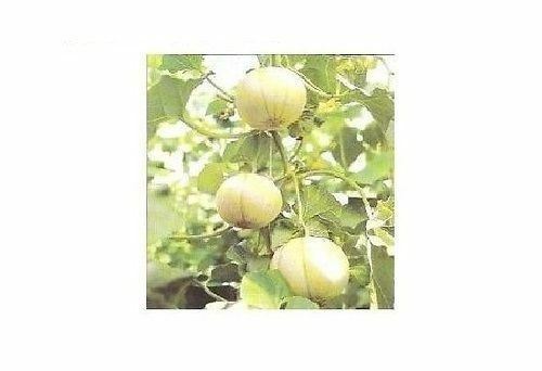 Ogen Melon select Seeds 20 - 1000 BULK (Israel) Ha'Ogen Garden Heirloom Rare