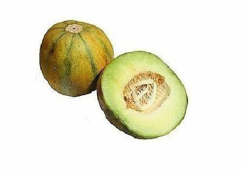 Ogen Melon select Seeds 20 - 1000 BULK (Israel) Ha'Ogen Garden Heirloom Rare