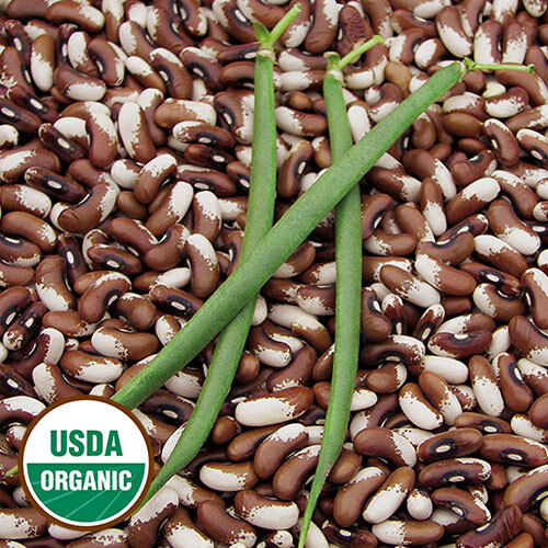 Painted Pony Beans 10 Seeds Organic Stringless pods Bush Snap or Dry Heirloom