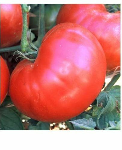 Ponderosa Pink Tomato 30 Seeds Beefsteak Heirloom Large Healthy Fruit Non-GMO