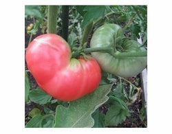 Ponderosa Pink Tomato 30 Seeds Beefsteak Heirloom Large Healthy Fruit Non-GMO